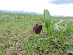 Fritillaria latifolia