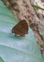 Arhopala athada