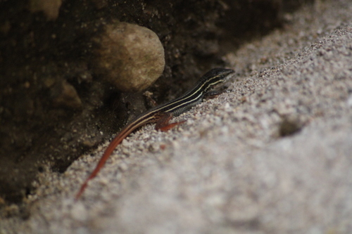 Western Mexico Whiptail, Aspidoscelis costatus