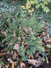 Dryopteridoideae