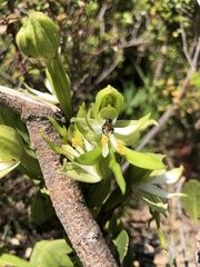 Bonatea speciosa