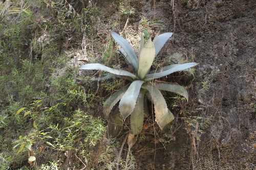 Agave guadalajarana