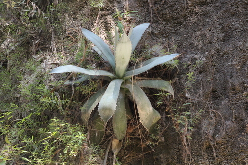 Agave guadalajarana