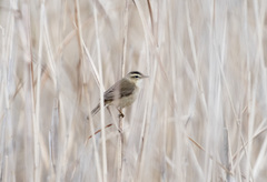 Acrocephalus bistrigiceps