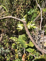 Bonatea speciosa