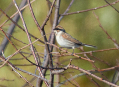 Emberiza