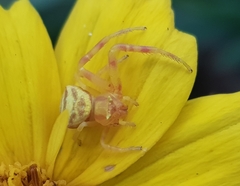 Thomisus citrinellus