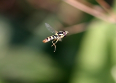 Ischiodon scutellaris