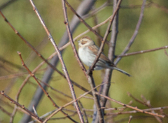 Emberiza