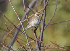 Emberiza
