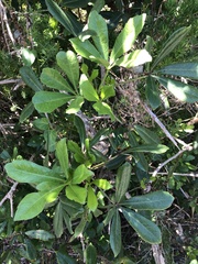 Cussonia thyrsiflora