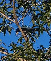Cyanocorax yucatanicus