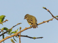 Myiopagis cinerea