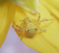 Thomisus citrinellus