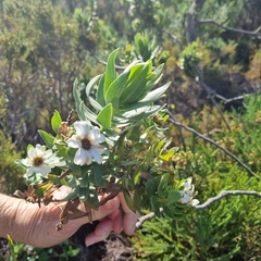 Osmitopsis asteriscoides