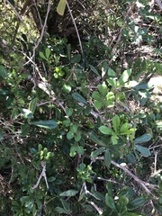 Cussonia thyrsiflora