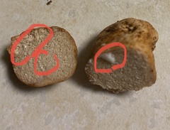 Zelleromyces cinnabarinus