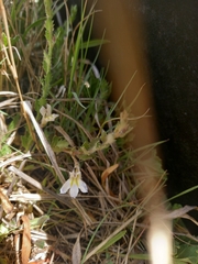 Lobelia thermalis