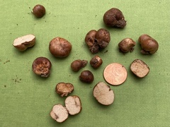 Zelleromyces cinnabarinus