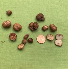 Zelleromyces cinnabarinus