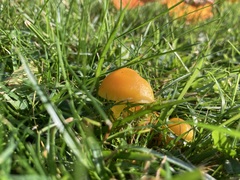 Hygrocybe ceracea