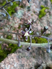 Dioscorea galeottiana
