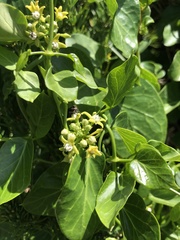 Cynanchum obtusifolium