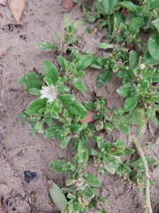 Mesembryanthemum aitonis