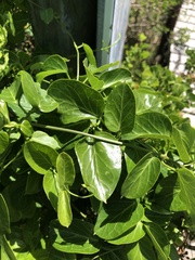 Cynanchum obtusifolium