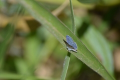 Hemiargus hanno hanno