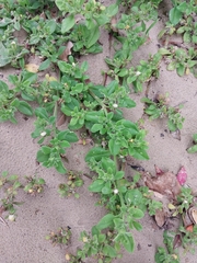 Mesembryanthemum aitonis