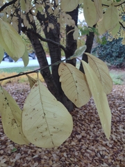 Magnolia × soulangeana