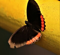 Biblis hyperia