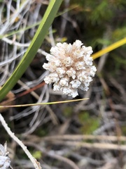 Anaxeton asperum