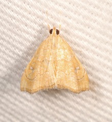 Scybalistodes vermiculalis