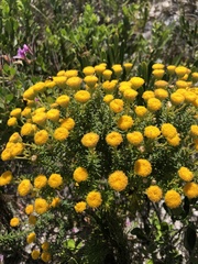 Chrysocoma coma-aurea