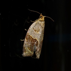 Clepsis dumicolana