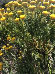 Chrysocoma coma-aurea