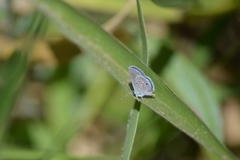 Hemiargus hanno hanno
