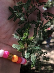 Vachellia farnesiana