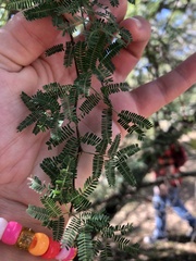 Vachellia farnesiana