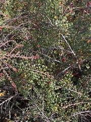 Cotoneaster hjelmqvistii