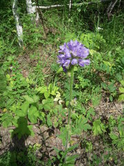 Campanula cervicaria