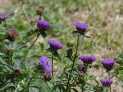 Centratherum punctatum