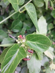 Cynanchum obtusifolium