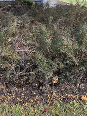 Cotoneaster hjelmqvistii