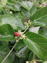 Cynanchum obtusifolium