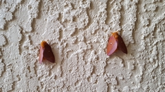 Anisota virginiensis