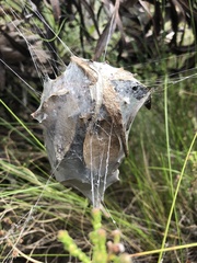 Palystes superciliosus