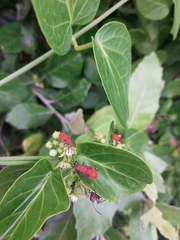 Cynanchum obtusifolium